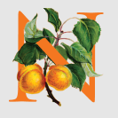 img/nancyfieldsgraphicdesignslogo.png